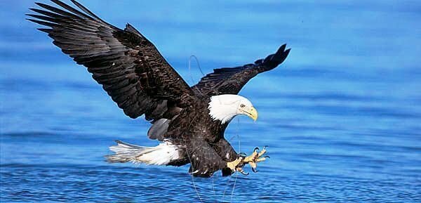 og5-587 weisskopfseeadler